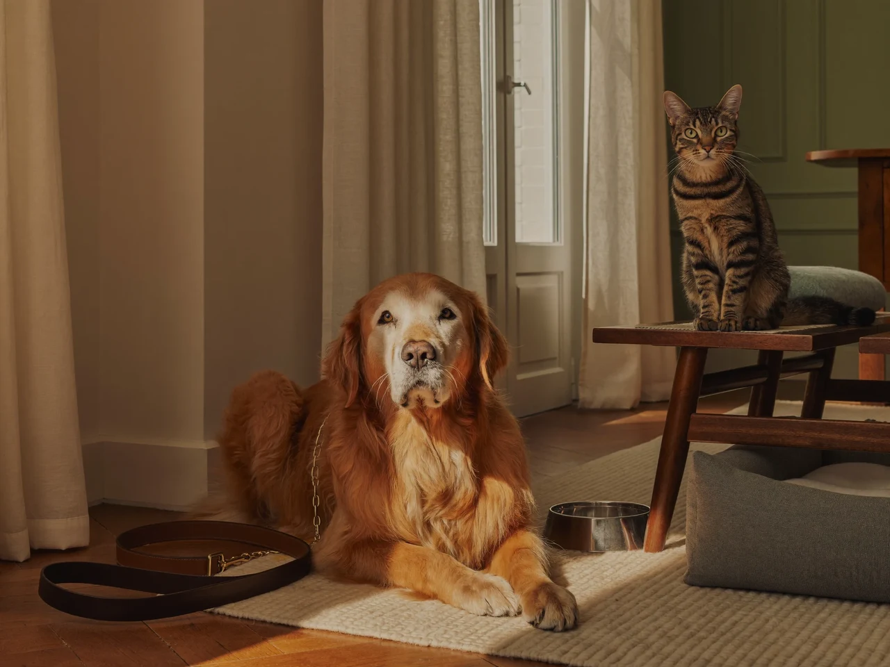 Salon lumineux avec un golden retriever et un chat tigré entourés d'accessoires