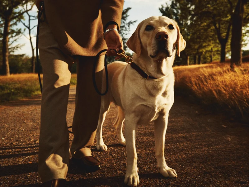 Promeneur clipsant la laisse d'un labrador calme sur un chemin ensoleillé